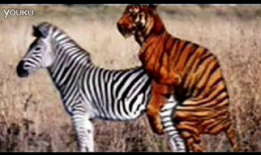 动物交配的视频,揭秘奇妙的交配瞬间