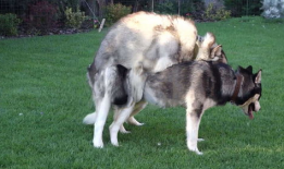 动物交配的视频,揭秘奇妙的交配瞬间